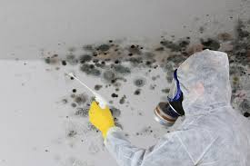 Best Mold Odor Removal Services in USA